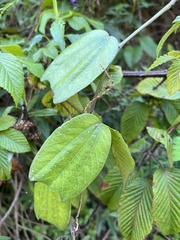 Decaloba