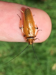 Balta bicolor