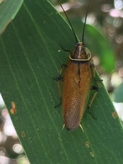 Balta bicolor
