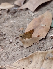 Polites vibex praeceps