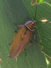 Balta bicolor