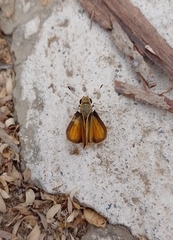 Polites vibex praeceps