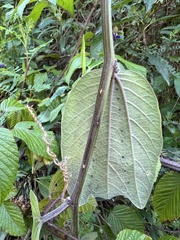 Decaloba