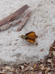 Polites vibex praeceps