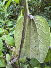 Decaloba