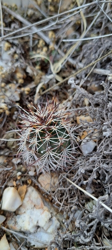 Image of Echinocereus davisii by (c) waldo_jeffers, some rights reserved (CC BY)