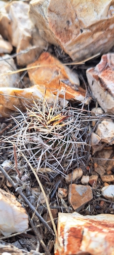 Image of Echinocereus davisii by (c) waldo_jeffers, some rights reserved (CC BY)