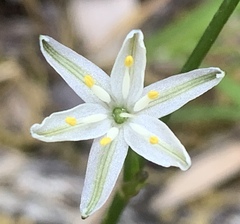 Caesia parviflora minor
