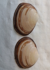 Coecella chinensis