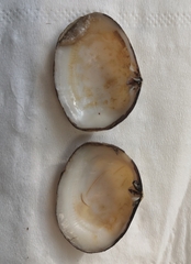 Coecella chinensis
