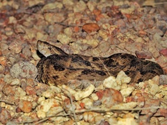 Bothrops atrox