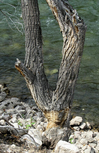 American Beaver photographed in Idaho