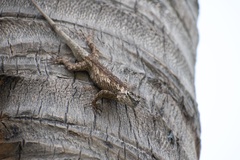 Sceloporus melanorhinus