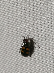 Diabrotica speciosa