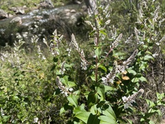 Veronica derwentiana