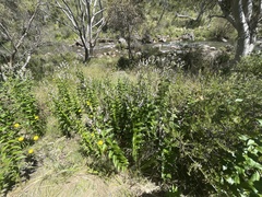 Veronica derwentiana