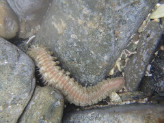 Hermodice carunculata