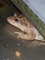 Discoglossus galganoi