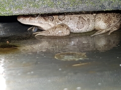 Discoglossus galganoi