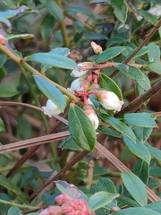 Vaccinium myrsinites