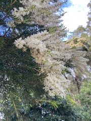Melaleuca linariifolia