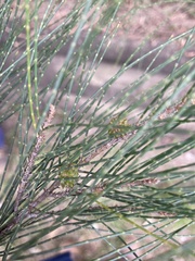 Casuarina cunninghamiana