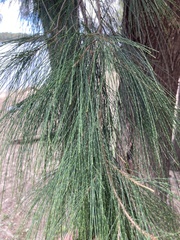 Casuarina cunninghamiana