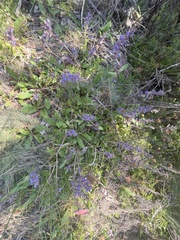 Ajuga