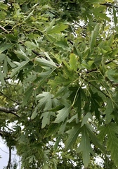 Acer saccharinum