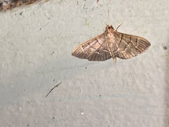 Pilocrocis