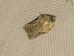 Acleris subnivana