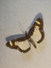 Heliomata cycladata
