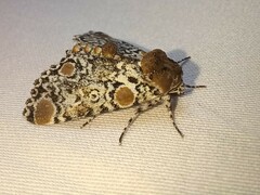 Harrisimemna trisignata