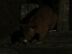 Trichosurus johnstonii