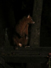 Trichosurus johnstonii