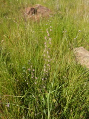 Thysanocarpus curvipes