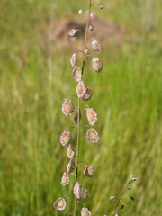 Thysanocarpus curvipes