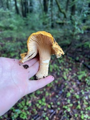 Cantharellus californicus