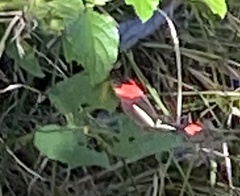 Heliconius erato
