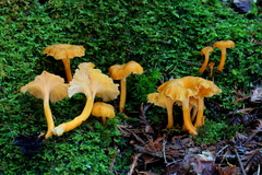Craterellus lutescens