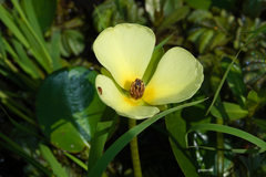 Hydrocleys nymphoides