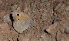 Hyponephele kocaki