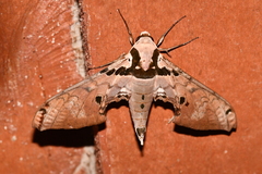 Adhemarius gannascus