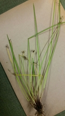 Isolepis distigmatosa