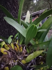 Epidendrum ciliare