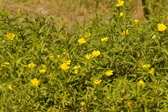 Ludwigia hexapetala