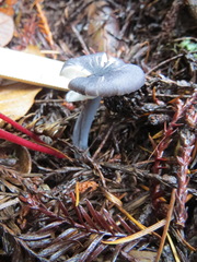 Cyanula