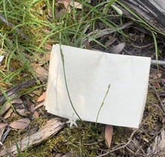 Caesia parviflora minor