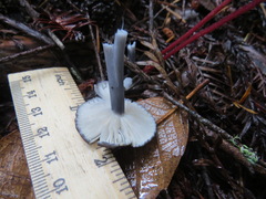 Cyanula