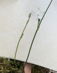 Caesia parviflora minor